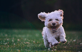 puppy-running